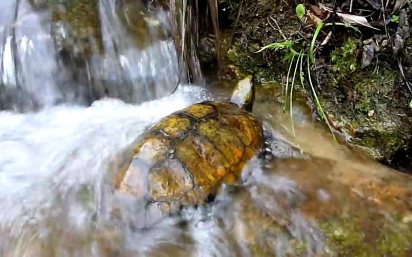 日本石龟vs小瀑布